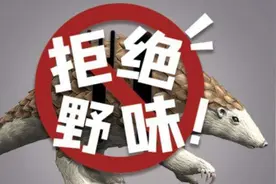 12省市已出台“禁野令”，乱吃野味以后怎么罚？图片