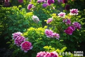 阳光下的牡丹，国色天香图片