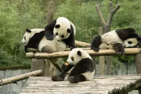 中国大熊猫中心回应幼仔球绳绕颈窒息死亡：从未见过很意外，逐一排查隐患图片