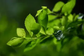 原来，这就叫“不值得定律”图片