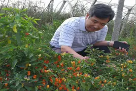 郭锐：躬耕田间地头的“太空育种人”图片