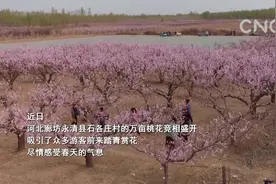 河北永清：万亩桃花迎客来视频封面