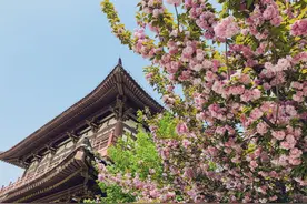 西安：日本赠送的千株樱花盛放千年古寺图片