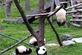 中国大熊猫中心回应幼仔窒息死亡：从未见到过这种情况，将逐一排查隐患图片