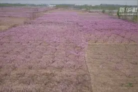 河北永清：万亩桃花春意浓视频封面