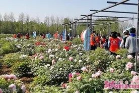 这就是菏泽｜春泥更护花，小客人春游牡丹园图片