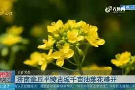 共赏春日美景！济南章丘平陵古城千亩油菜花开，满目金黄香百里视频封面