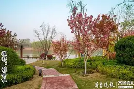 美丽的樱花是浪漫爱情的象征，满园樱花美不胜收图片