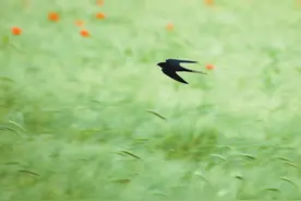 燕子衔春来图片