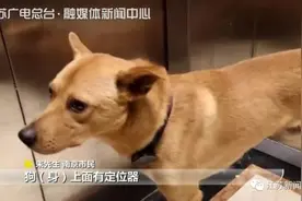 遛狗时爱犬走丢，找到时已被剥皮取肉……监控拍下这一幕图片