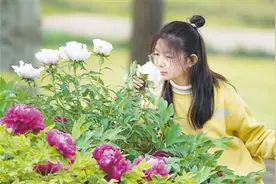 郑州植物园内牡丹花开正艳 吸引大批游客踏青赏花图片