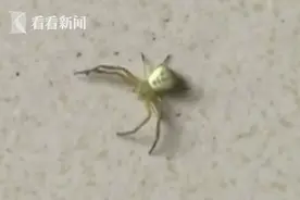 樱桃树上惊现人面蜘蛛？腹部人脸花纹清晰可见 专家这样说图片