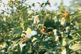 石阡油茶——舌尖上的油茶图片