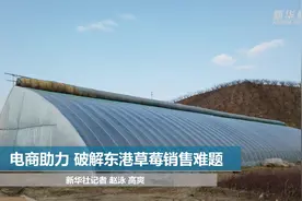 电商助力 破解东港草莓销售难题视频封面