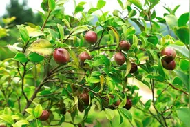 养在深山人未识——茶灵谷有机山茶油图片