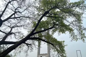 饱经沧桑见证城市生长 听泸州百年古树的故事图片
