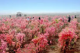 美！春暖百花开，汝州杜鹃怒放满山红图片
