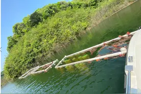 再等等，水上漂着四张大床，闲林水库土著鱼快要上床生宝宝了图片