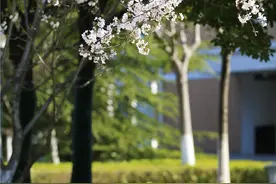 江苏食品药品职业技术学院：春之“樱”语图片
