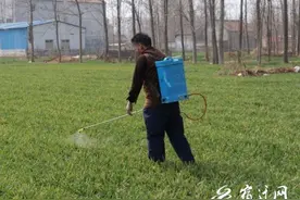 集体收入达41.5万！宿迁闸圩村对症下药拔穷根图片