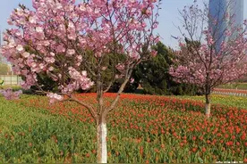 争奇斗艳！自贸区烟台片区50万株郁金香花开成海图片