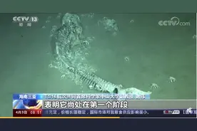 我国南海首次发现鲸落！为什么说"一鲸落 万物生"？图片