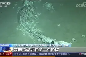 我国南海首次发现鲸落！为什么说"一鲸落 万物生"？图片