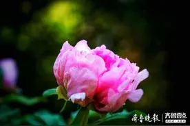 镜头下的牡丹花，花蕊花苞也很美腻图片