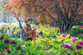 郑州植物园四万余株牡丹绽放！保安却为这事喊破嗓子图片