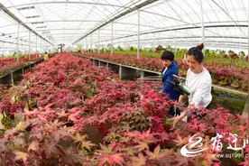沭阳花木变身旅游新秀图片