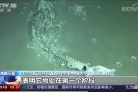 我国南海首次发现鲸落！为什么说"一鲸落，万物生"?背后还藏着这些图片