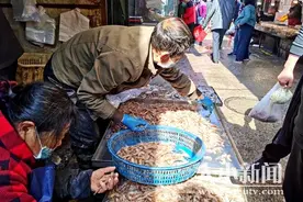 烟台本地红虾上市 鲜你一跟头图片