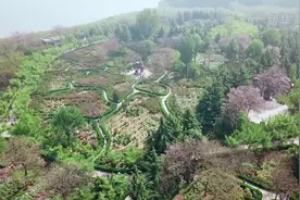 河南三门峡：天鹅湖畔牡丹开满园 花香醉游人视频封面