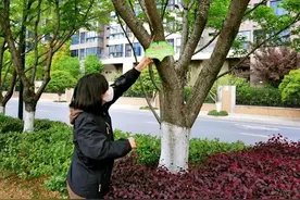与樱花结缘 临安苕溪北岸“云认养”的樱花树挂牌了图片