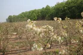 鲁山县库区乡：蓝莓花开“不争春”果熟“农家乐”图片