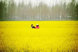 又是一年四月天，诸城市贾悦镇百亩油菜花待君赏图片