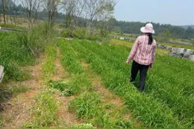 继1万多斤萝卜被拔后，柳州又见多人疯狂割韭菜！理由：没写警示，可随便摘图片