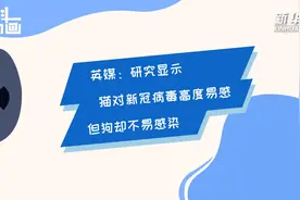 科画|英媒：研究显示猫对新冠病毒高度易感 但狗却不易感染视频封面