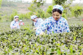 内乡县：茶园春色“云上”见图片