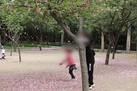 游客公园摇樱花树逗娃，市民：落的是素质