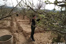 西里镇：做好果树春季冻害预防，保住村民“钱袋子”图片