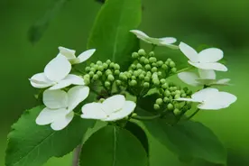 “烟花三月下扬州” 孟浩然到扬州后很可能做了这件事图片