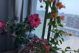 花儿不会因为害怕凋谢而拒绝绽放图片