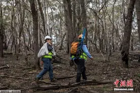 报告：澳大利亚山火致约30亿动物丧生或失去栖息地图片