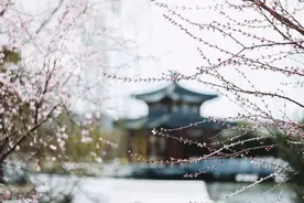 园林线上课堂（43）| 春韵· 桃之夭夭 灼灼其华图片