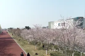 樱花湖、花村画村……威海荣成：赏花踏青正当时 美丽乡村约起来图片