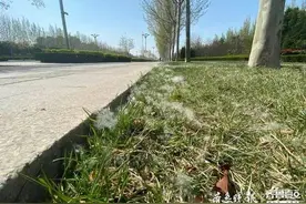 又到一年柳絮纷飞时，该咋治理图片