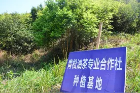 青松村：脱贫路上不轻松图片