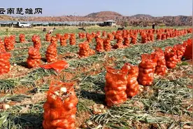 元谋洋葱滞销菜农心焦 近20万吨洋葱订购渠道已开启图片