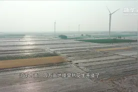 河南内黄：四万亩地膜早熟花生开播了视频封面